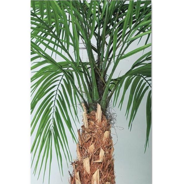 光触媒　人工観葉植物　フェイクグリーン　フェニックス・ロベレニー PLUS 人工観葉植物 フェニックス・ロベレニー 200〜300 ポット付き 高さ200