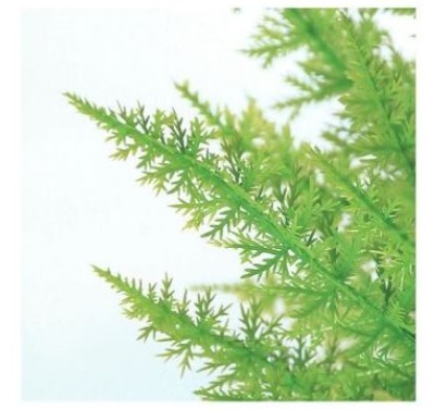 人工観葉植物 ゴールドクレストツリー 110 ポット付き 高さ110cm （P81-98838) （代引き不可） インテリアグリーン フェイクグリーン_1