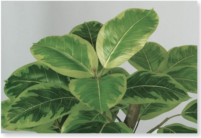 人工観葉植物 アルテシマ FST 200 ポット付き 高さ200cm （P49-98926) （代引き不可） インテリアグリーン フェイクグリーン_2