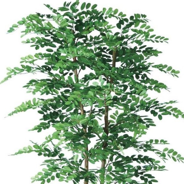 人工観葉植物 アカシアデュアル 180 ポット付き 高さ180cm （P80-98977) （代引き不可） インテリアグリーン フェイクグリーン_1