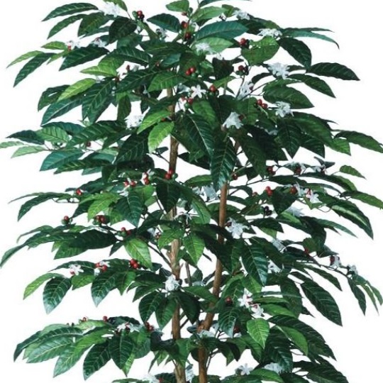 人工観葉植物 コーヒーデュアル 180 ポット付き 高さ180cm （P80-98989) （代引き不可） インテリアグリーン フェイクグリーン_2