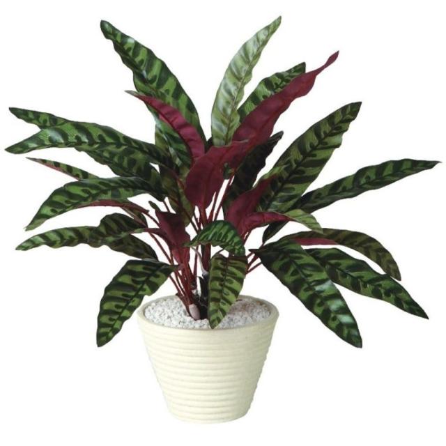 人工観葉植物 ランキフォリア ポット付き 高さ40cm （P112-99051) （代引き不可） インテリアグリーン フェイクグリーン