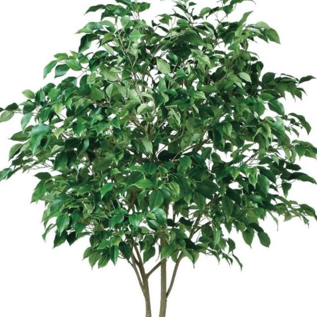 人工観葉植物 ベンジャミン ワイド FST 200 ポット付き 高さ200cm （P56-99120) （代引き不可） インテリアグリーン フェイクグリーン_1