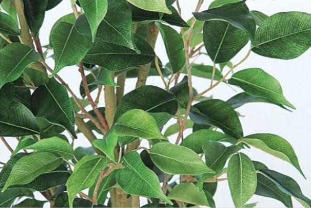 人工観葉植物 ベンジャミン ワイド FST 200 ポット付き 高さ200cm （P56-99120) （代引き不可） インテリアグリーン フェイクグリーン_2