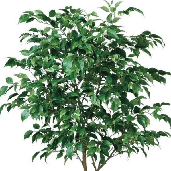 人工観葉植物 ベンジャミン ワイド FST 150 ポット付き 高さ150cm （P56-99122) （代引き不可） インテリアグリーン フェイクグリーン_1