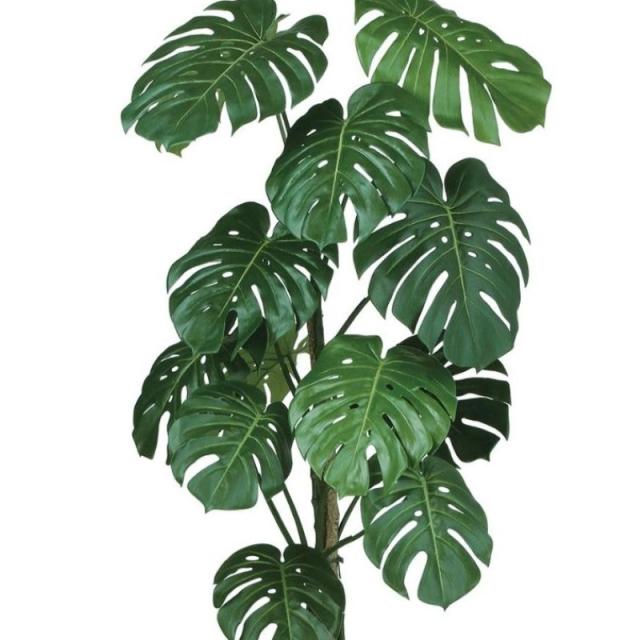人工観葉植物 モンステラバイン 150 ポット付き 高さ150cm （P93-99127) （代引き不可） インテリアグリーン フェイクグリーン_1