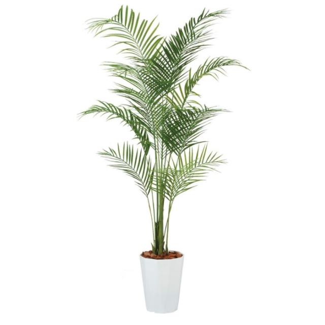 人工観葉植物 アカシヤシ PE 200 ポット付き 高さ200cm （P85-99153) （代引き不可） インテリアグリーン フェイクグリーンの通販は