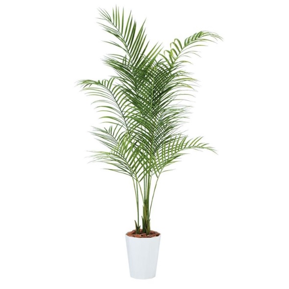 人工観葉植物 アカシヤシ PE 180 ポット付き 高さ180cm （P85-99156) （代引き不可） インテリアグリーン フェイクグリーン
