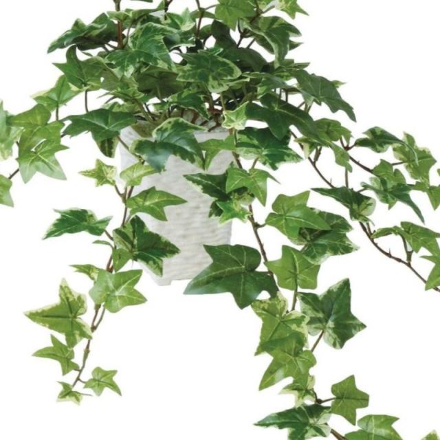 人工観葉植物 セージアイビー ポット付き 高さ30×長さ45cm （P105-99182) （代引き不可） インテリアグリーン フェイクグリーン_1