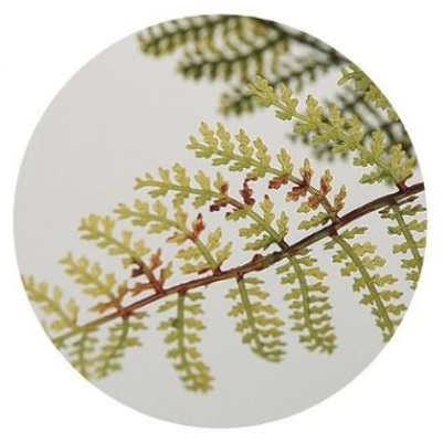 人工観葉植物 フェザーファン ポット付き 高さ30cm （P99-99205) （代引き不可） インテリアグリーン フェイクグリーン_1
