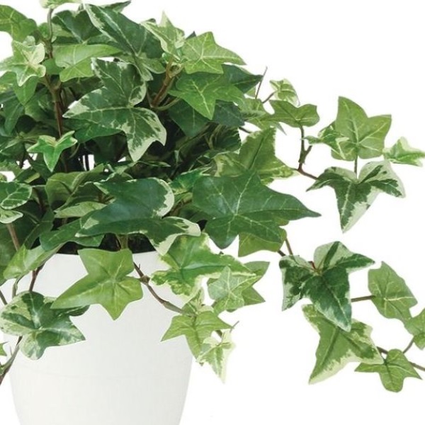 人工観葉植物 セージアイビー ポット付き 高さ30cm （P105-99214) （代引き不可） インテリアグリーン フェイクグリーン_1