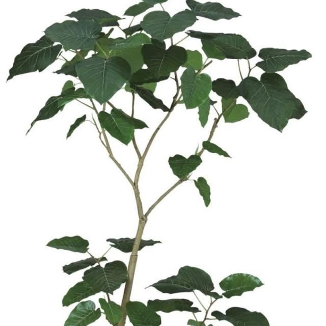 人工観葉植物 HQ ウンベラータ FST 2本立 150 ポット付き 高さ150cm （P40-99327) （代引き不可） インテリアグリーン フェイクグリーン_1