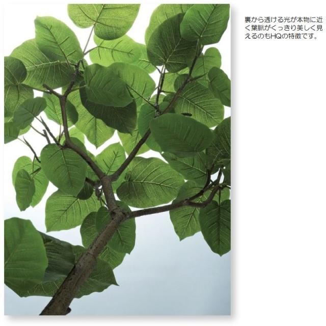 人工観葉植物 HQ ウンベラータ FST 2本立 150 ポット付き 高さ150cm （P40-99327) （代引き不可） インテリアグリーン フェイクグリーン_2