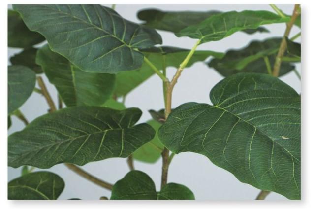 人工観葉植物 HQ ウンベラータ FST 2本立 150 ポット付き 高さ150cm （P40-99327) （代引き不可） インテリアグリーン フェイクグリーン_3
