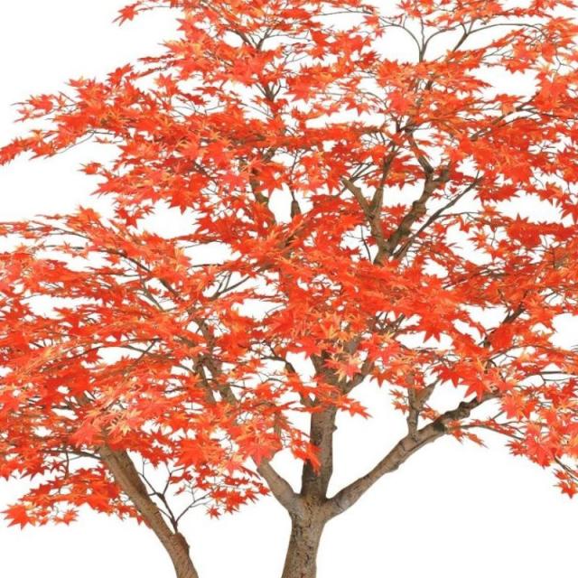 人工観葉植物 ヤマモミジ RED コアッド 230 ポット付き 高さ230cm （P18-99339) （代引き不可） インテリアグリーン フェイクグリーン_1