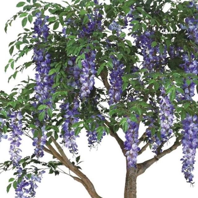 人工観葉植物 藤 コアッド 200 高さ200cm （P19-99344) （代引き不可） インテリアグリーン フェイクグリーン_1