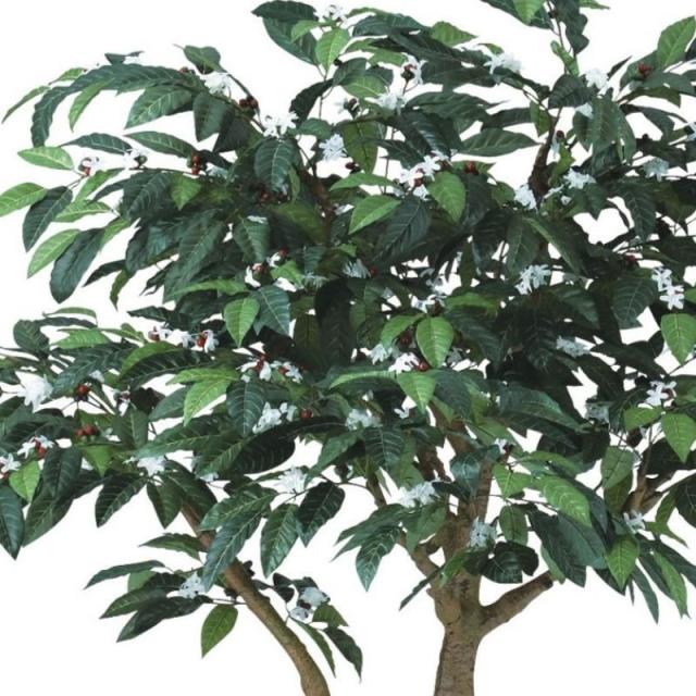 人工観葉植物 コーヒー コアッド 200 高さ200cm （P16-99346) （代引き不可） インテリアグリーン フェイクグリーン_1