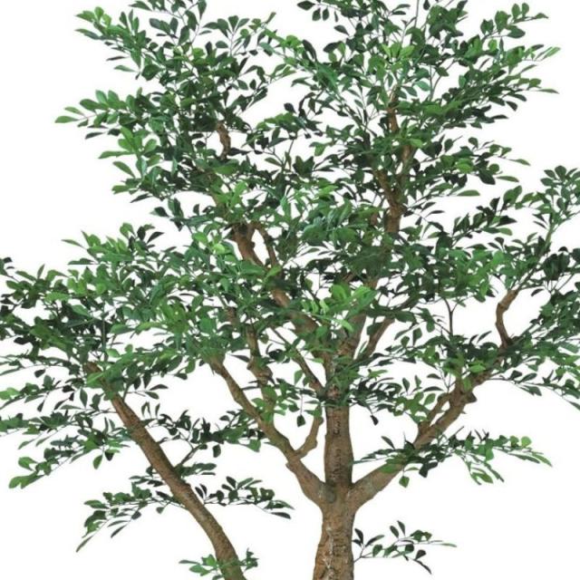 人工観葉植物 トネリコ コアッド 230 ポット付き 高さ230cm （P15-99349) （代引き不可） インテリアグリーン フェイクグリーン_1