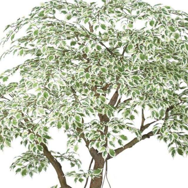 人工観葉植物 ベンシャミナスターライト コアッド 230 ポット付き 高さ230cm （P14-99357) （代引き不可） インテリアグリーン フェイクグリーン_1