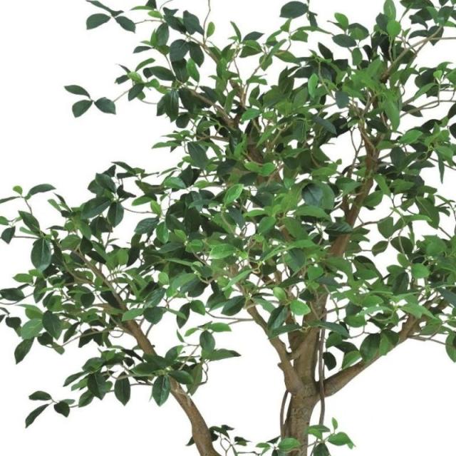 人工観葉植物 ガジュマル コアッド 200 高さ200cm （P14-99364) （代引き不可） インテリアグリーン フェイクグリーン_1