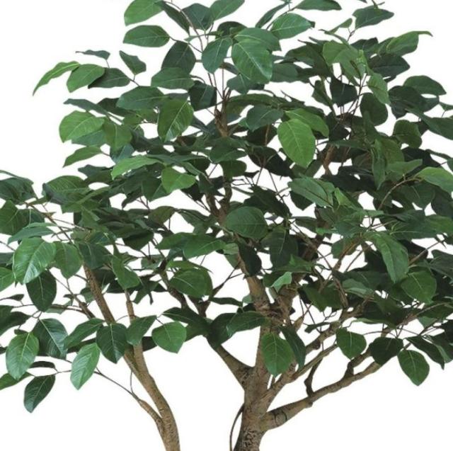 人工観葉植物 ベンガルボダイジュ コアッド 200 高さ200cm （P12-99366) （代引き不可） インテリアグリーン フェイクグリーン_1