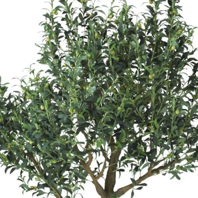 人工観葉植物 ライプオリーブ コアッド 230 ポット付き 高さ230cm （P17-99369) （代引き不可） インテリアグリーン フェイクグリーン_1