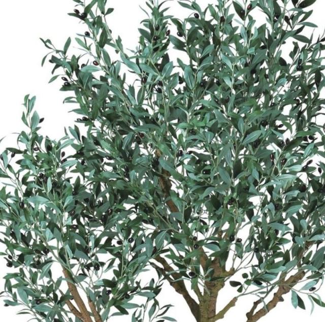 人工観葉植物 ブラックオリーブ コアッド 230 ポット付き 高さ230cm （P17-99371) （代引き不可） インテリアグリーン フェイクグリーン_1