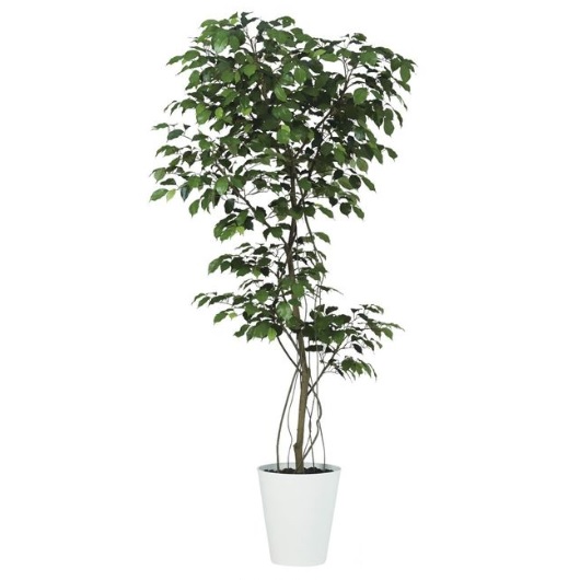 人工観葉植物 ベンジャミン FST 180 ポット付き 高さ180cm （P55-99382) （代引き不可） インテリアグリーン フェイクグリーン