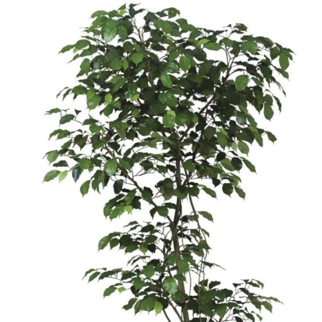 人工観葉植物 ベンジャミン FST 180 ポット付き 高さ180cm （P55-99382) （代引き不可） インテリアグリーン フェイクグリーン_1