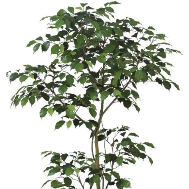 人工観葉植物 ベンジャミン FST 150 ポット付き 高さ150cm （P55-99383) （代引き不可） インテリアグリーン フェイクグリーン_1