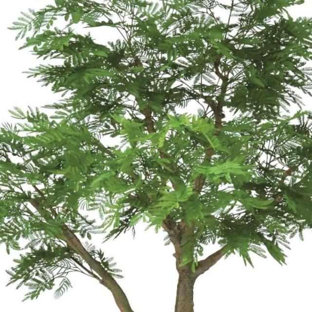 人工観葉植物 エバーフレッシュ コアッド 230 ポット付き 高さ230cm （P16-99385) （代引き不可） インテリアグリーン フェイクグリーン_1