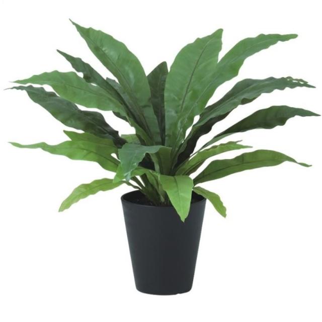 人工観葉植物 オオタニワタリ ポット付き 高さ50cm （P97-99457) （代引き不可） インテリアグリーン フェイクグリーン