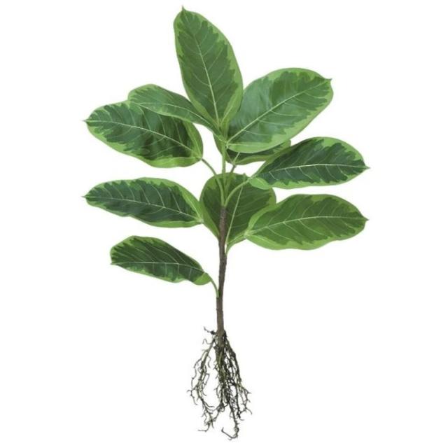 人工観葉植物 アルテシマ ルーツ ブッシュ 長さ50cm （P132-99480) （代引き不可） インテリアグリーン フェイクグリーン 9,094円