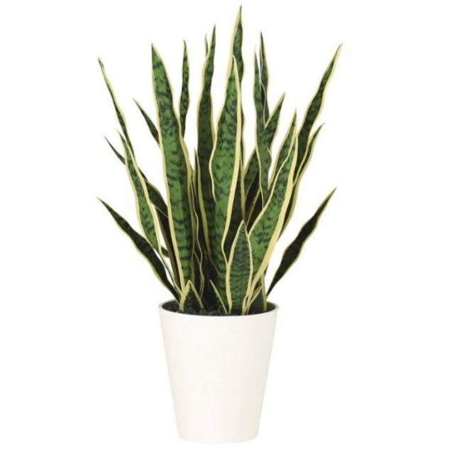 人工観葉植物 サンスベリア 75 ポット付き 高さ75cm （P66-99522 