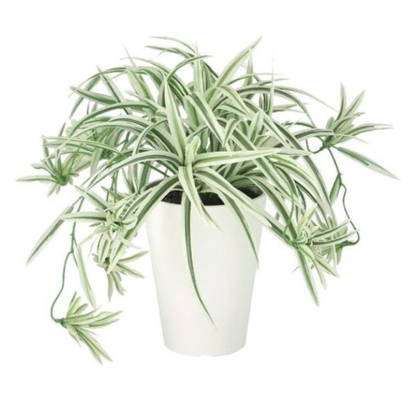 人工観葉植物 オリヅルラン W/G ポット付き 高さ30cm （P97-99523) （代引き不可） インテリアグリーン フェイクグリーン