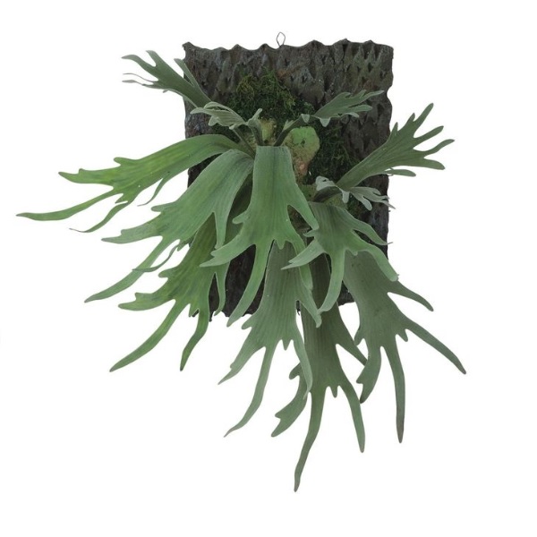 人工観葉植物 コウモリラン デコ ウォールハンキング 高さ55cm （P23-99557) （代引き不可） インテリアグリーン フェイクグリーンの通販は 21,600円