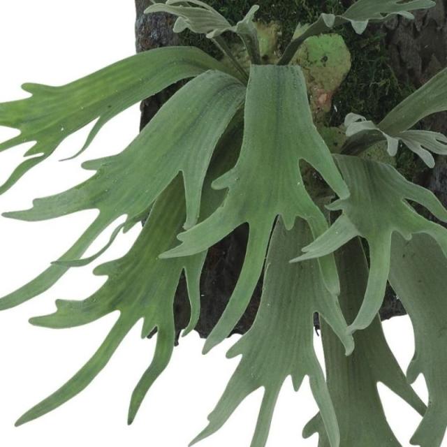 人工観葉植物 コウモリラン デコ ウォールハンキング 高さ55cm （P23-99557) （代引き不可） インテリアグリーン フェイクグリーン_1