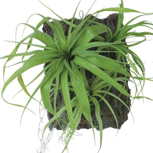 人工観葉植物 チランジア デコ ウォールハンキング 高さ40cm （P23-99559) （代引き不可） インテリアグリーン フェイクグリーン_1