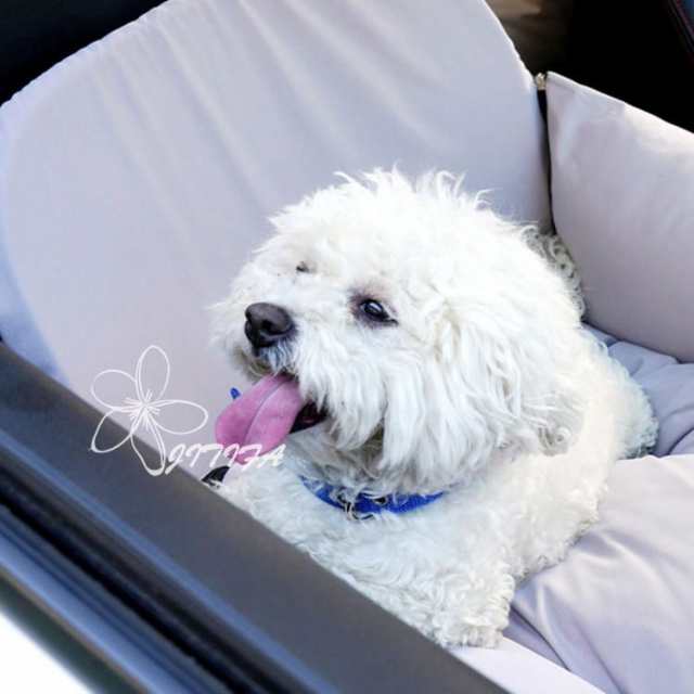 犬 車用 ドライブボックス ドライブベッド ペットベッド 車用ペットシート ペットキャリーバッグ 洗える 飛び出し防止リード付き 持ち運び 小型犬 猫用 柴犬用 お出かけ 滑り止め 酔わない 車載用 カー用品 柴犬 防水 アウトドア JITIFAの通販は