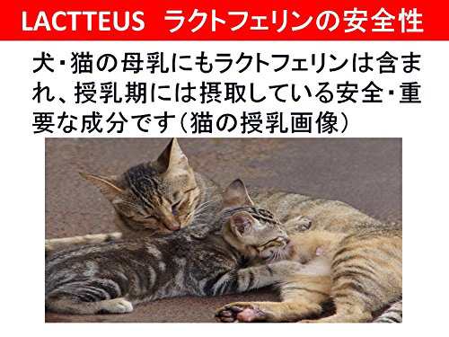 犬 猫の口臭 お口周りトラブル対策サプリ 8割が実感したラクトフェリン 乳酸菌 ビタミンeの効果 自社調 他にはないポイント１の通販はau Pay マーケット Miyumiyu