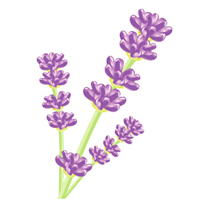 アロマオイル 真正ラベンダー 10ml 精油 エッセンシャルオイル メール便対応 花粉 花粉症 気になる方にの通販はau Pay マーケット アロマオイル格安通販ease Aroma Shop