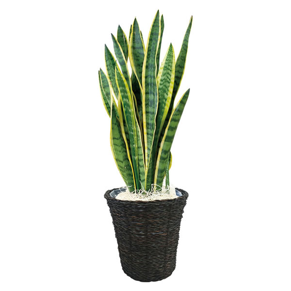 【送料無料】サンスベリア鉢植え　　Ｔ−Ｒ５０ＳＡＮＮＳＵ【ギフト館】