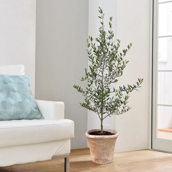 【送料無料】オリーブ素焼鉢植え　　Ｔ−Ｒ１５０ＯＬＩＶＥ【ギフト館】
