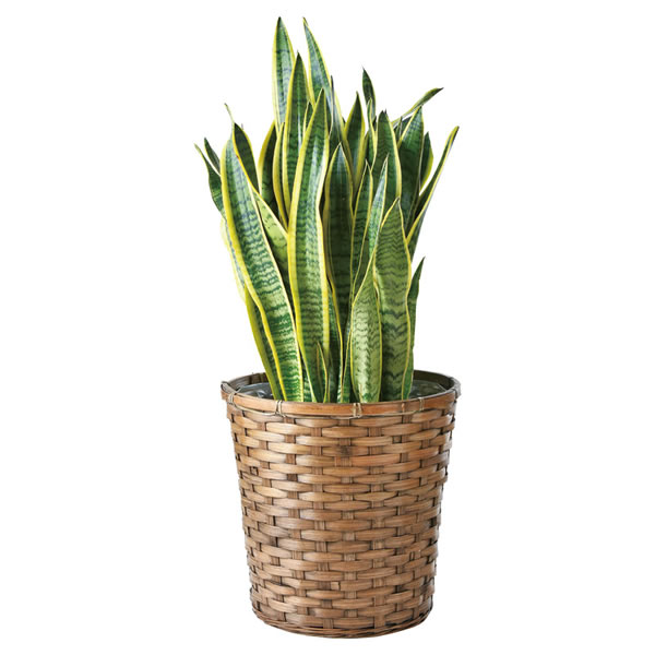 【送料無料】サンスベリア鉢植え　　Ｔ−Ｒ２００ＳＡＮＳ【ギフト館】
