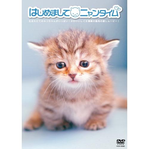 DVD/趣味教養/はじめまして ニャンタイム