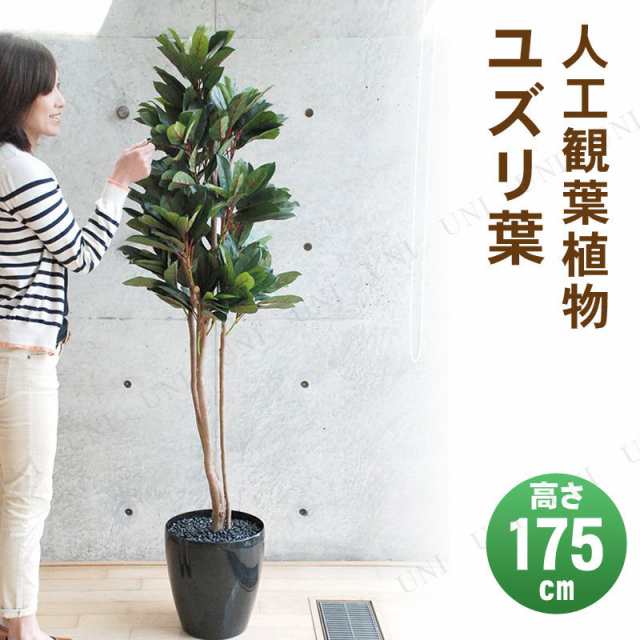 【取寄品】 フェイクグリーン 光触媒 ユズリ葉 175cm 【 インテリアグリーン 人工観葉植物 消臭 抗菌 】