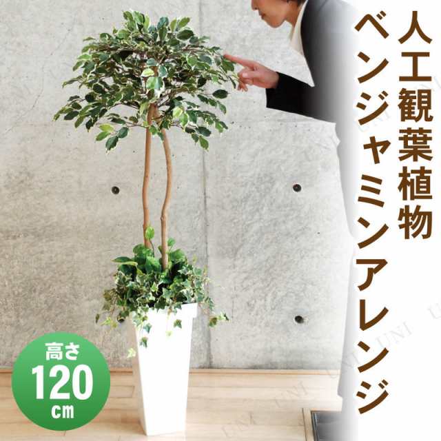 光触媒観葉植物　ベンジャミン