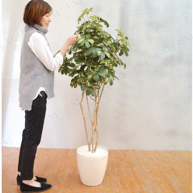 取寄品 フェイクグリーン 光触媒 シエクレラ 160cm 人工観葉植物 消臭 抗菌 インテリアグリーンの通販はau Pay マーケット パーティワールド