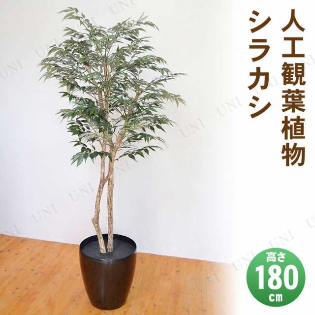 【取寄品】 フェイクグリーン 光触媒 シラカシ 180cm 【 人工観葉植物 抗菌 インテリアグリーン 消臭 】