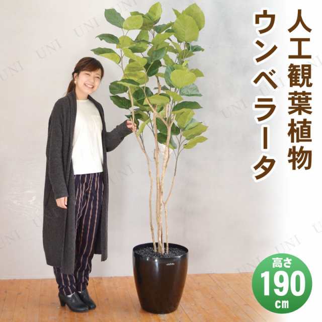 観葉植物 ウンベラータ180cm フェイクグリーン - 植物/観葉植物